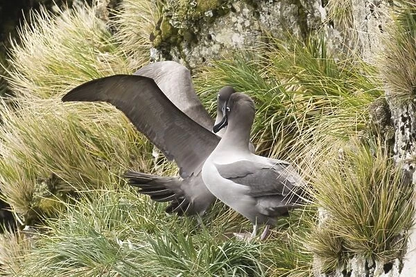 Light-mantled Sooty Albatross (Diomedea palpebrata) adult pair, displaying, South Georgia, october