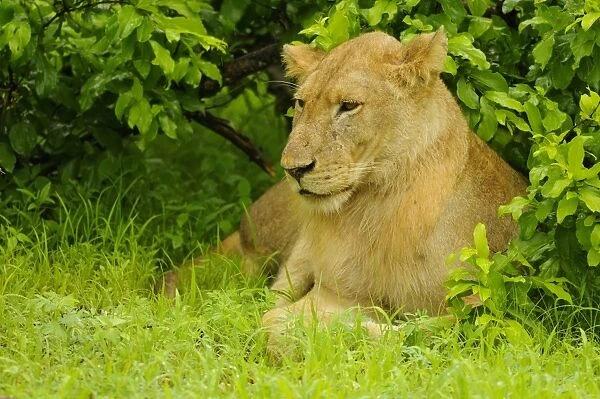 Lion (Panthera leo) immature male, resting under bush, Ruaha N. P. Tanzania