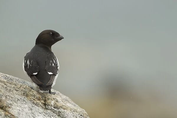 Little Auk (Alle alle) adult, summer plumage, standing on rock, Svalbard, july