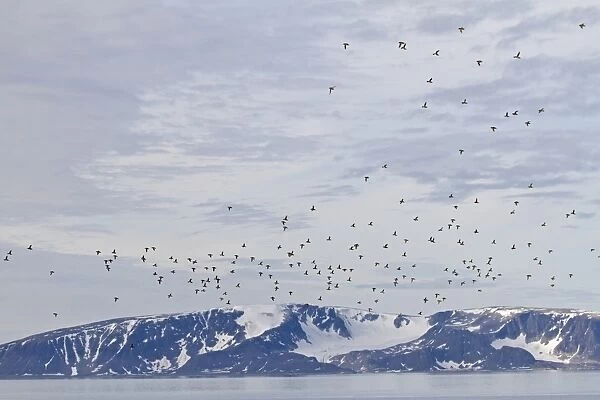 Little Auk (Alle alle) adults, summer plumage, flock in flight over fjord habitat, Spitzbergen, Svalbard, july
