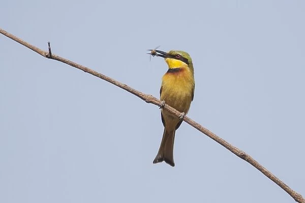 Little Bee-eater (Merops pusillus pusillus) adult, with bee prey in beak, perched on twig, Gambia, February