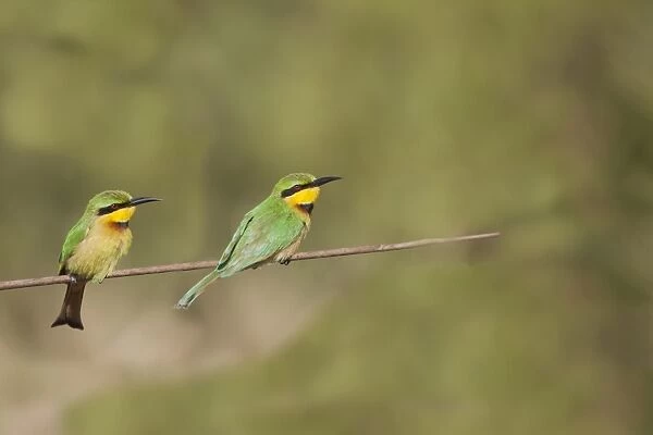 Little Bee-eater (Merops pusillus pusillus) two adults, perched on stem, Gambia, February