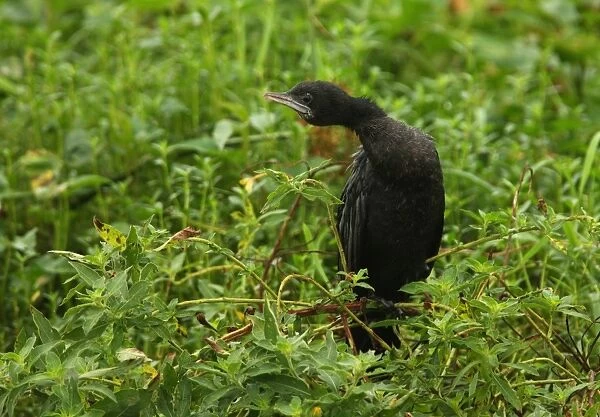 Little Cormorant (Phalacrocorax niger) adult, wet from rain, standing on branch in marsh, Sri Lanka, december