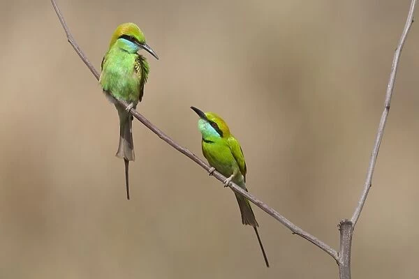 Little Green Bee-eater (Merops orientalis) two adults, perched on twig, Kanha N. P. Madhya Pradesh, India