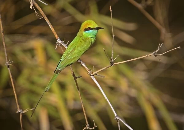 Little Green Bee-eater (Merops orientalis orientalis) adult, perched on twig, Bandhavgarh N. P