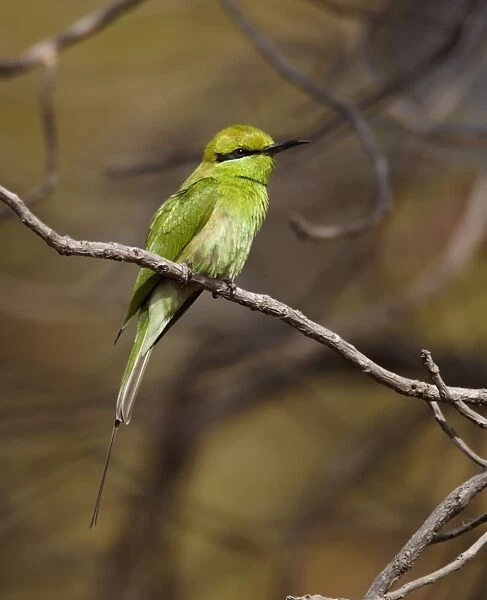 Little Green Bee-eater (Merops orientalis) adult, perched on twig, Senegal, january