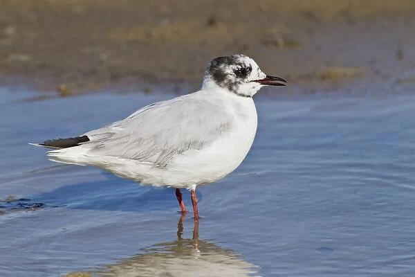 Little Gull Larus minutus adult, in post breeding plumage, standing in shallow water, Camargue, Bouches-du-Rhone