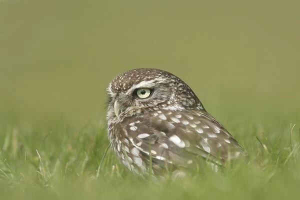 Little Owl (Athene noctua) adult, standing on grass, North Yorkshire, England, august (captive)