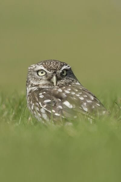 Little Owl (Athene noctua) adult, standing on grass, North Yorkshire, England, august (captive)