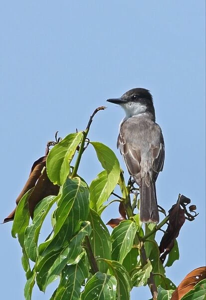 Loggerhead Kingbird (Tyrannus caudifasciatus jamaicensis) adult, perched in treetop, Linstead, Jamaica, april