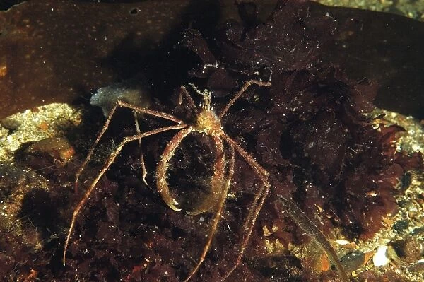 Long-legged Spider Crab (Macropodia rostrata) adult, in sea loch, Loch Carron, Ross and Cromarty, Highlands, Scotland