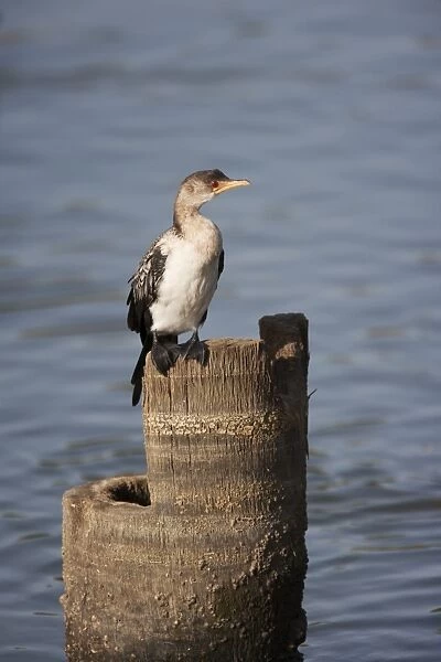 Long-tailed Cormorant (Phalacrocorax africanus) immature, standing on stump in water, Gambia, February