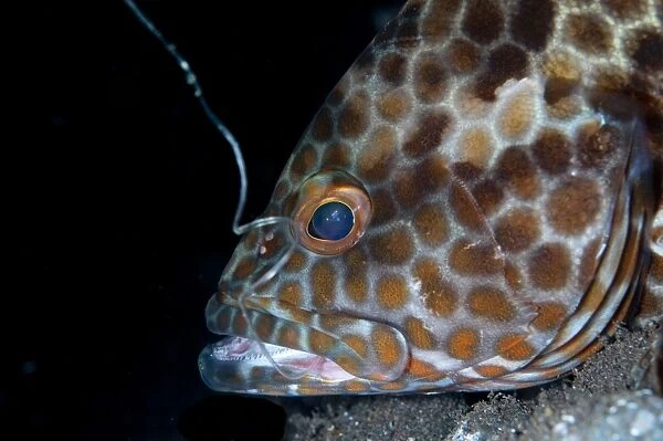 Longfin Grouper (Epinephelus quoyanus) adult, close-up of head, with fishing hook and line in mouth, Seraya, Bali