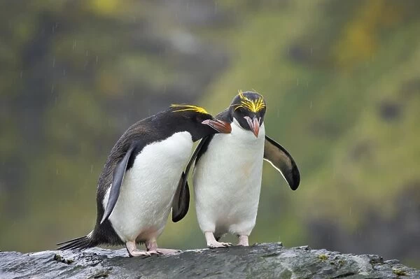 Macaroni Penguin (Eudyptes chrysolophus) adult pair, standing together on rock during rainfall, Royal Bay, South Georgia
