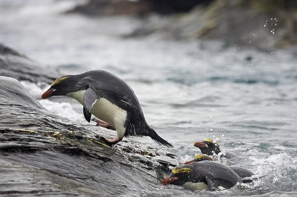 Macaroni Penguin (Eudyptes chrysolophus) adults, clambering up rocks from sea, Royal Bay, South Georgia