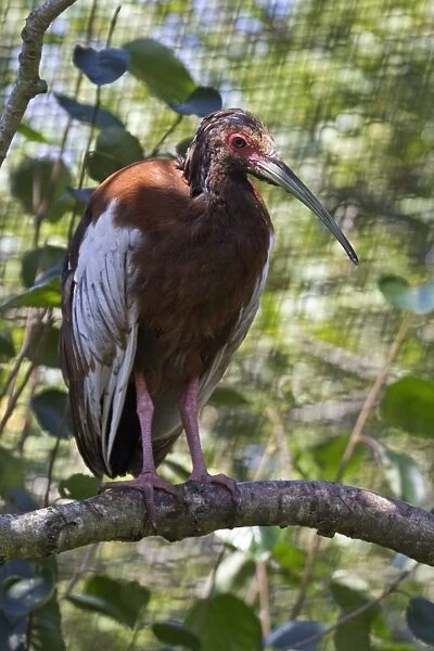 Madagascar crested Ibis