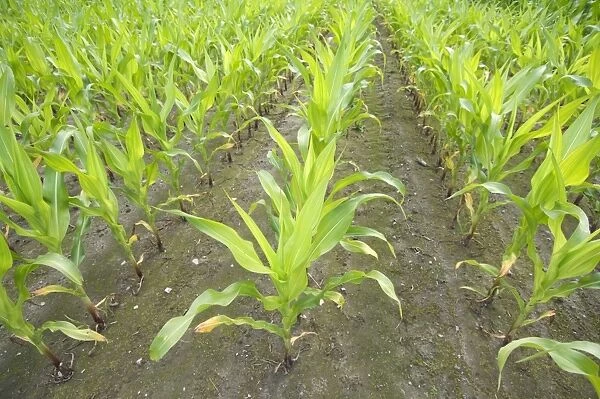 Maize (Zea mays) crop, young plants growing in rows, Sweden