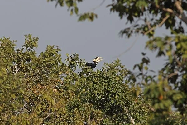 Malabar Pied Hornbill (Anthracoceros coronatus) adult male, feeding, tossing up and catching fruit in beak, perched in treetop, Bandhavgarh N. P. Madhya Pradesh, India, november