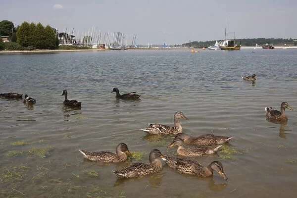 Mallard Duck (Anas platyrhynchos) x domestic duck hybrids, flock, swimming on reservoir habitat, Edith Weston