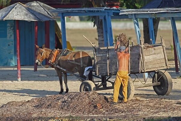 Man collecting seaweed from beach for fertilizer, loading cart pulled by mule, Zapata Peninsula, Matanzas Province