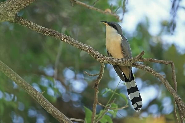 Mangrove Cuckoo (Coccyzus minor) adult, perched on branch, Trinidad, Trinidad and Tobago, March