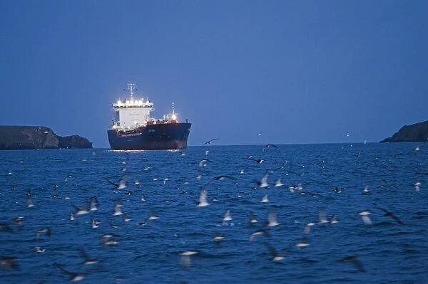 Manx Shearwater (Puffinus puffinus) flock, in flight, gathering on sea with ship at dusk, St. Bride's Bay, off Skomer Island, Pembrokeshire, Wales, july