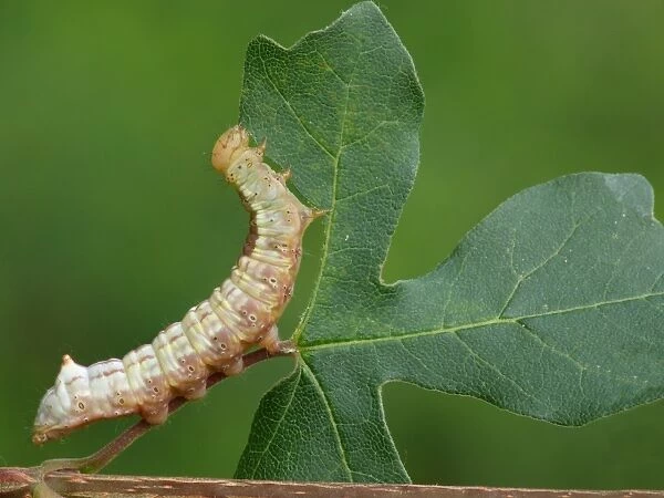 Maple Prominent (Ptilodontella cucullina) caterpillar, feeding on Field Maple (Acer campestre) leaf, Cannobina Valley