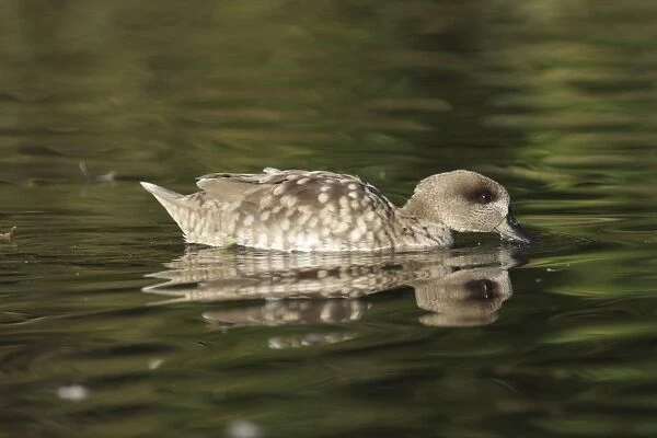 Marbled Teal (Marmaronetta angustirostris) adult, swimming and surface feeding, Martin Mere W. W. T