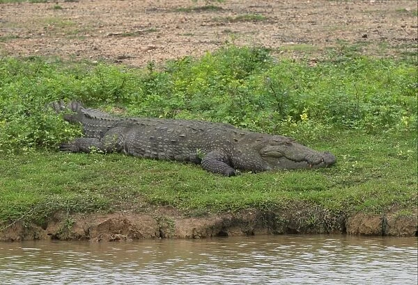 Marsh Crocodile (Crocodylus palustris) adult, resting at edge of water, Bundala N. P. Sri Lanka, december