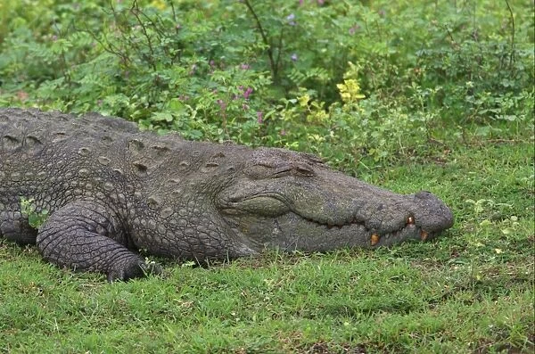 Marsh Crocodile (Crocodylus palustris) adult, resting, close-up of head, Bundala N. P. Sri Lanka, december