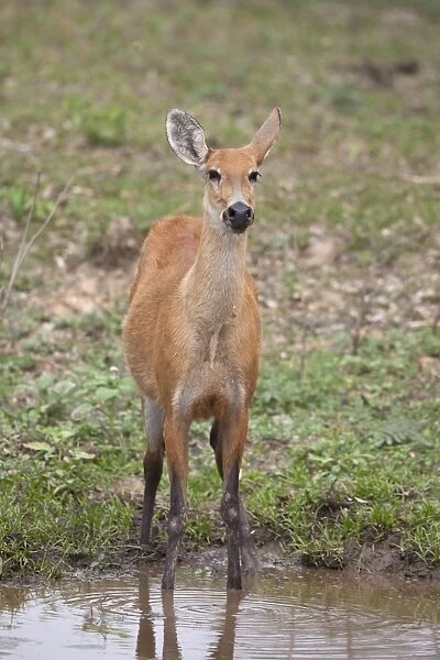 Marsh Deer (Blastocerus dichotomus) adult female, standing at waterhole, Pantanal, Mato Grosso, Brazil