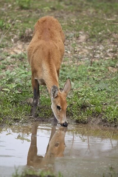 Marsh Deer (Blastocerus dichotomus) adult female, drinking at waterhole, Pantanal, Mato Grosso, Brazil