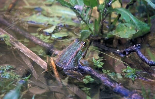 Marsh Frog (Rana ridibunda) Spain