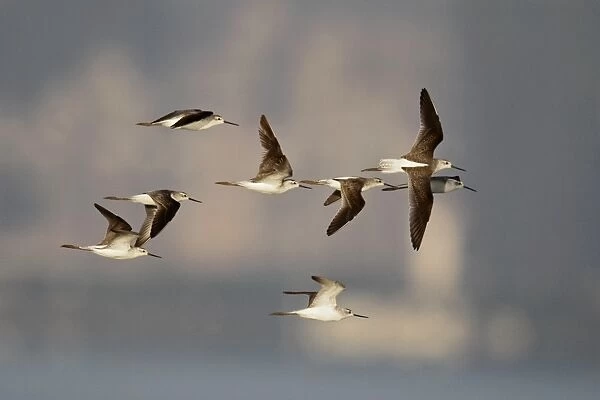 Marsh Sandpiper (Tringa stagnatilis) flock, in flight, Mai Po, New Territories, Hong Kong, China, September