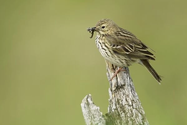 Meadow Pipit (Anthus pratensis) adult, with insects in beak, perched on post, Iceland, June