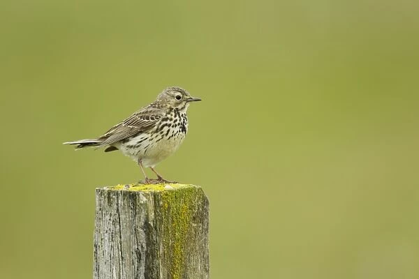Meadow Pipit (Anthus pratensis) adult, standing on post, Iceland, June