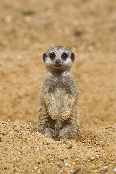 Meerkat (Suricata suricatta) baby, sitting on sand, with sandy paws from digging (captive)