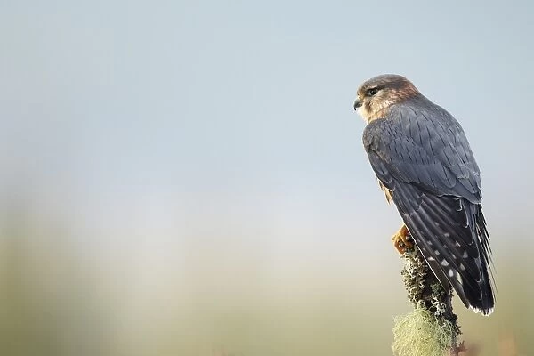 Merlin (Falco columbarius) adult male, perched on lichen covered stump, Scotland (captive)