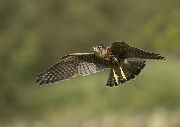 Merlin (Falco columbarius) juvenile male, in flight, Peak District N. P. Derbyshire, England, October