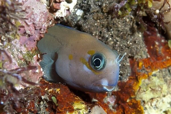 Midas Blenny (Ecsenius midas) adult, in hole on reef, Seraya, Bali, Lesser Sunda Islands, Indonesia, April