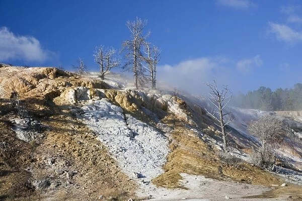 Mineral deposits and dead trees at hotspring, Palette Spring, Mammoth Hot Springs, Yellowstone N. P. Wyoming, U. S. A