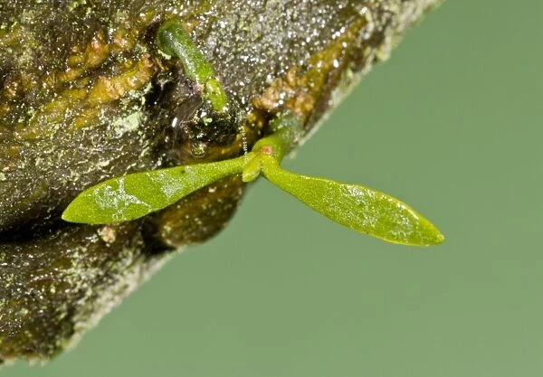 Mistletoe (Viscum album) very young seedling, with seed-leaves growing on apple bark, Dorset, England, January