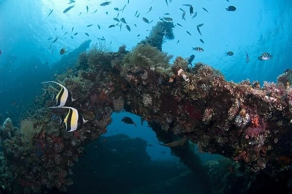 Moorish Idol (Zanclus cornutus) two adults, swimming with other fish around coral encrusted shipwreck, Liberty Wreck
