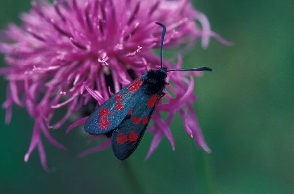Moth - Burnet Six-spot (Zygaena filipendulae) on flower  /  Steyning, Sussex