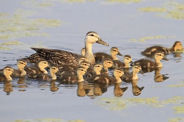 Mottled Duck (Anas fulvigula) adult female with ducklings, swimming, Florida, U. S. A