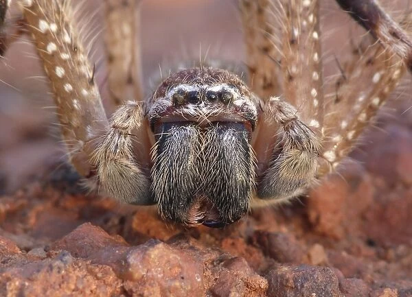 Mountain Huntsman Spider (Isopeda montana) adult, close-up of face, Western Australia, Australia