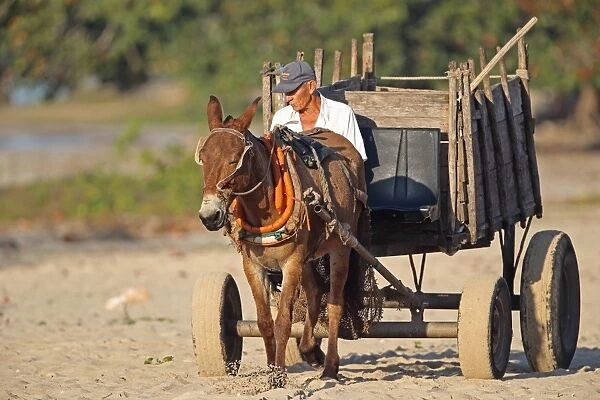 Mule (male donkey x female horse) adult, with man driving cart along beach, Zapata Peninsula, Matanzas Province, Cuba