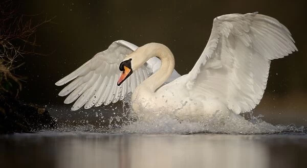 Mute Swan (Cygnus olor) adult, with wings spread on lake, chasing Canada Geese (Branta canadensis) from territory