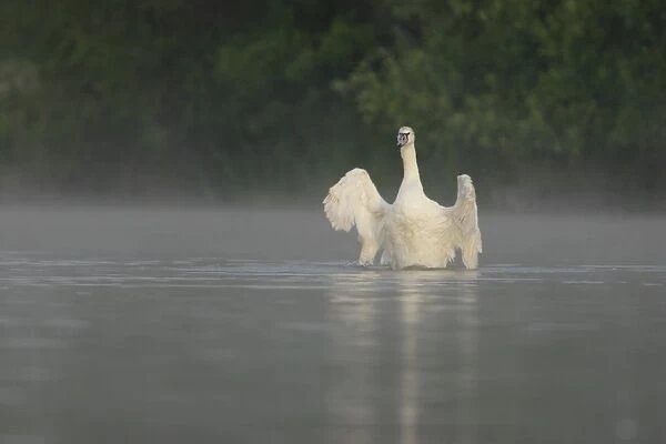 Mute Swan (Cygnus olor) immature, stretching wings, on misty lake at dawn, Yorkshire, England, june