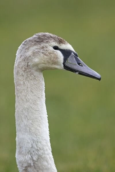 Mute Swan (Cygnus olor) juvenile, close-up of head and neck, Suffolk, England, february